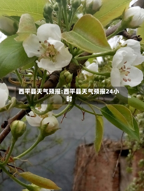 西平县天气预报:西平县天气预报24小时-第1张图片