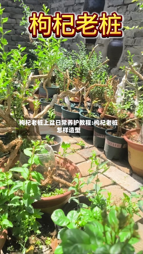 枸杞老桩上盆日常养护教程:枸杞老桩怎样造型-第1张图片