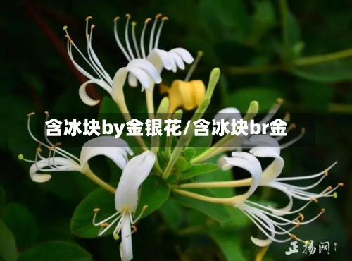 含冰块by金银花/含冰块br金-第1张图片