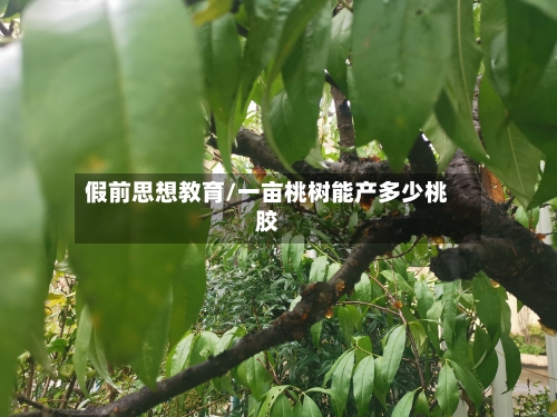 假前思想教育/一亩桃树能产多少桃胶-第1张图片