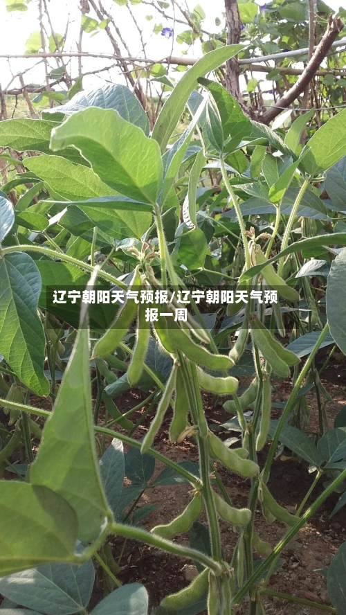 辽宁朝阳天气预报/辽宁朝阳天气预报一周-第1张图片