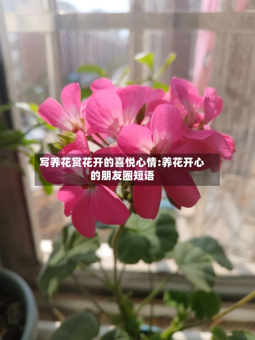 写养花赏花开的喜悦心情:养花开心的朋友圈短语-第1张图片