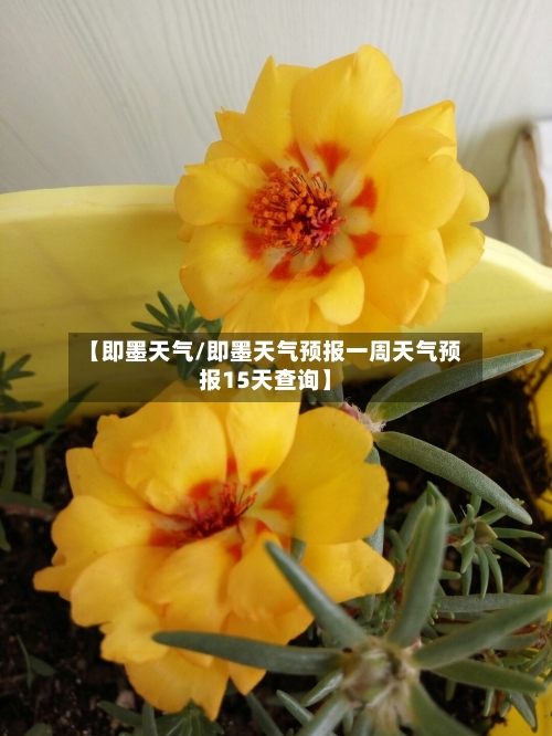 【即墨天气/即墨天气预报一周天气预报15天查询】-第1张图片