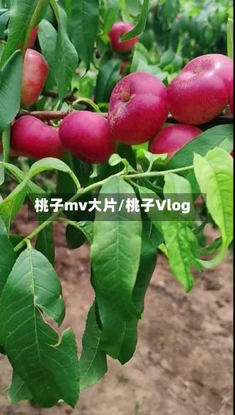 桃子mv大片/桃子Vlog-第1张图片