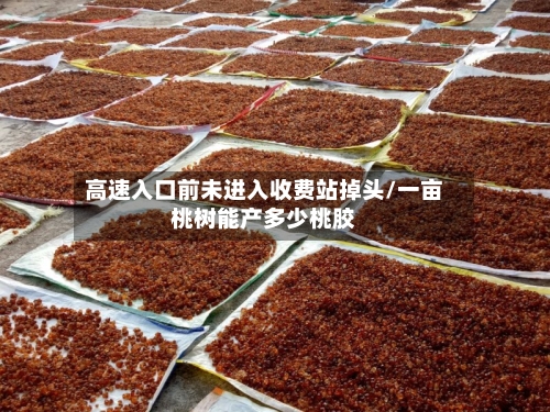 高速入口前未进入收费站掉头/一亩桃树能产多少桃胶-第1张图片